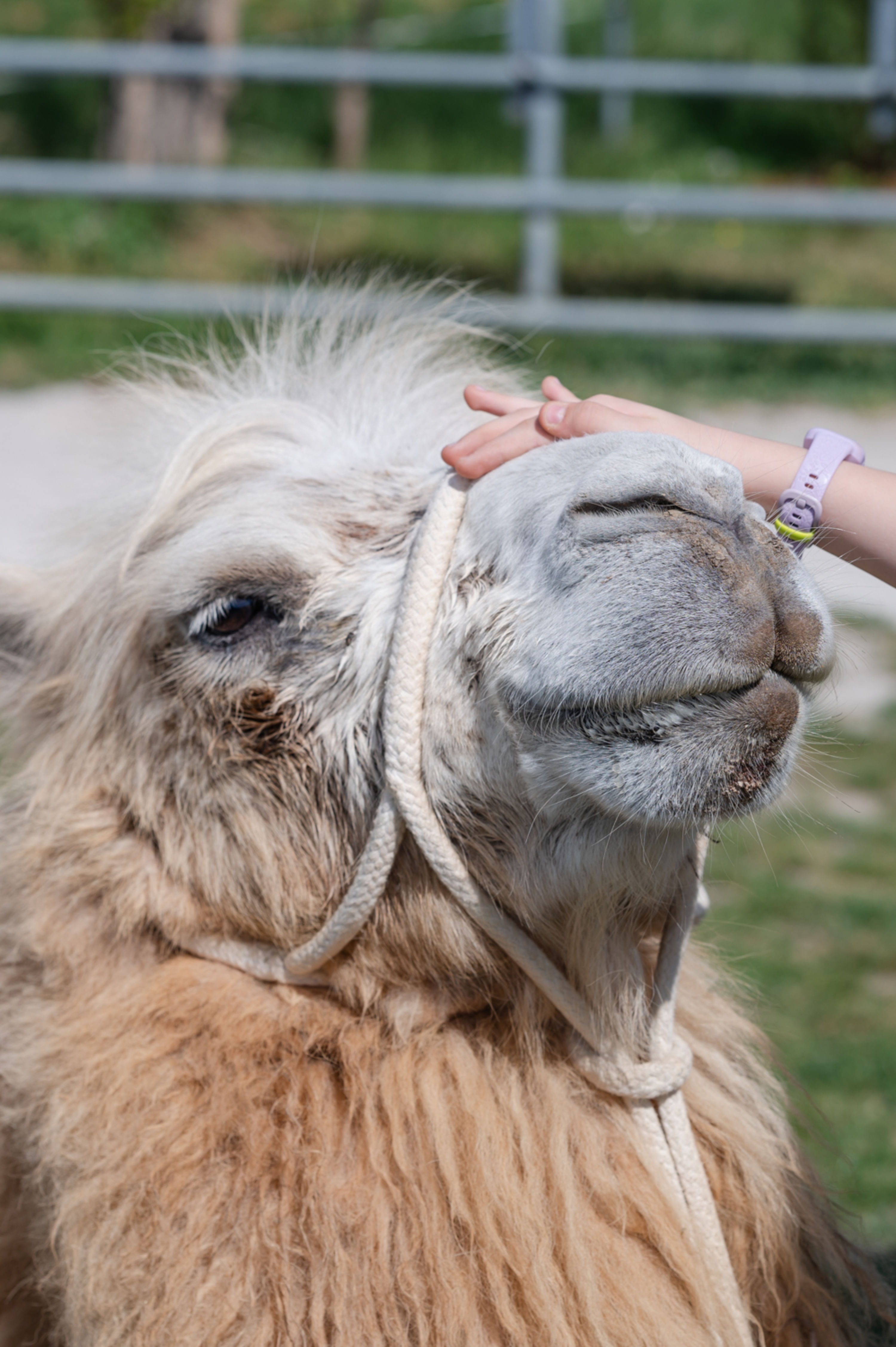 Kamel streicheln auf der Kamelfarm Würflach