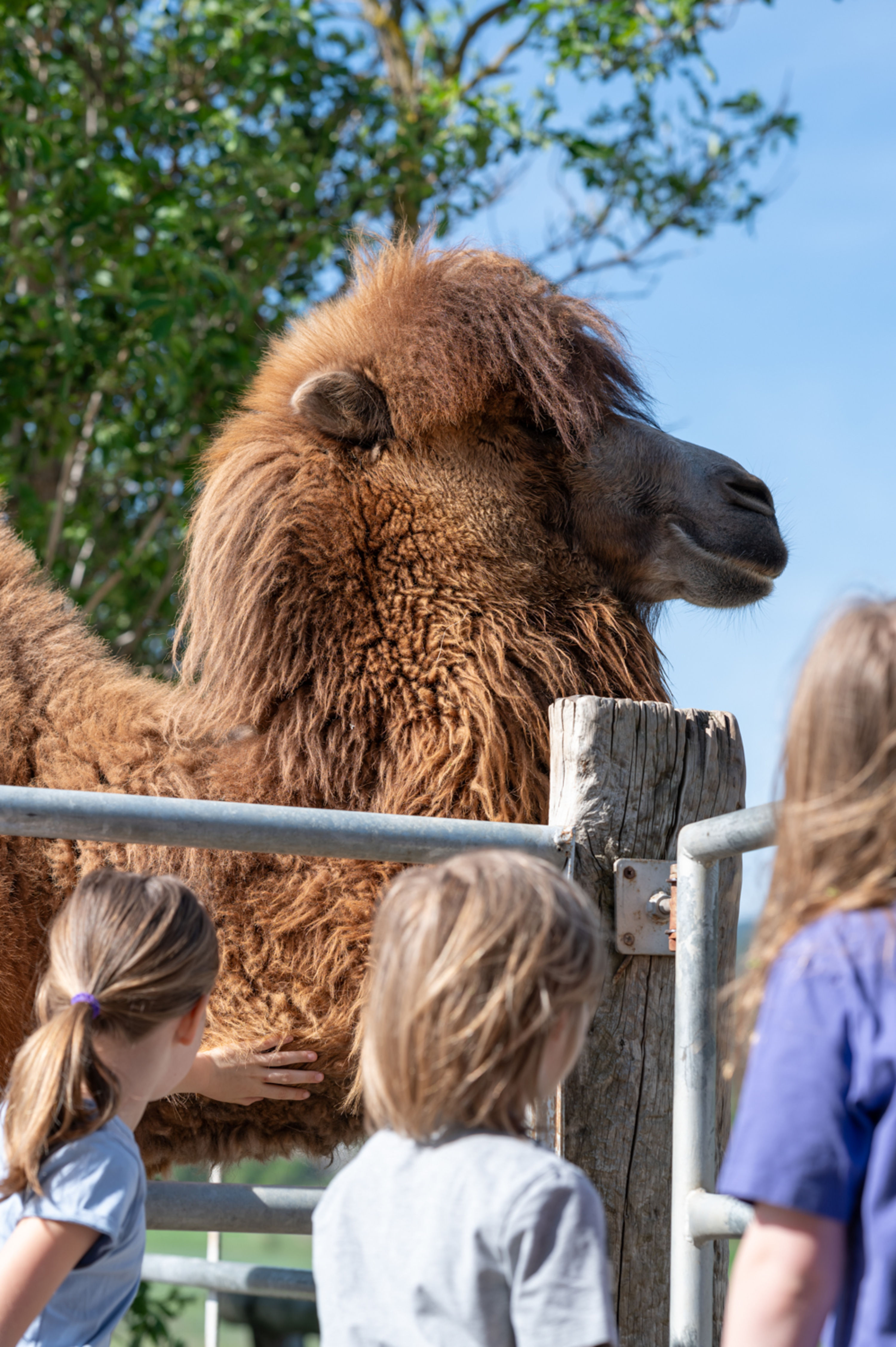 Kamele streicheln auf der Kamelfarm Würflach