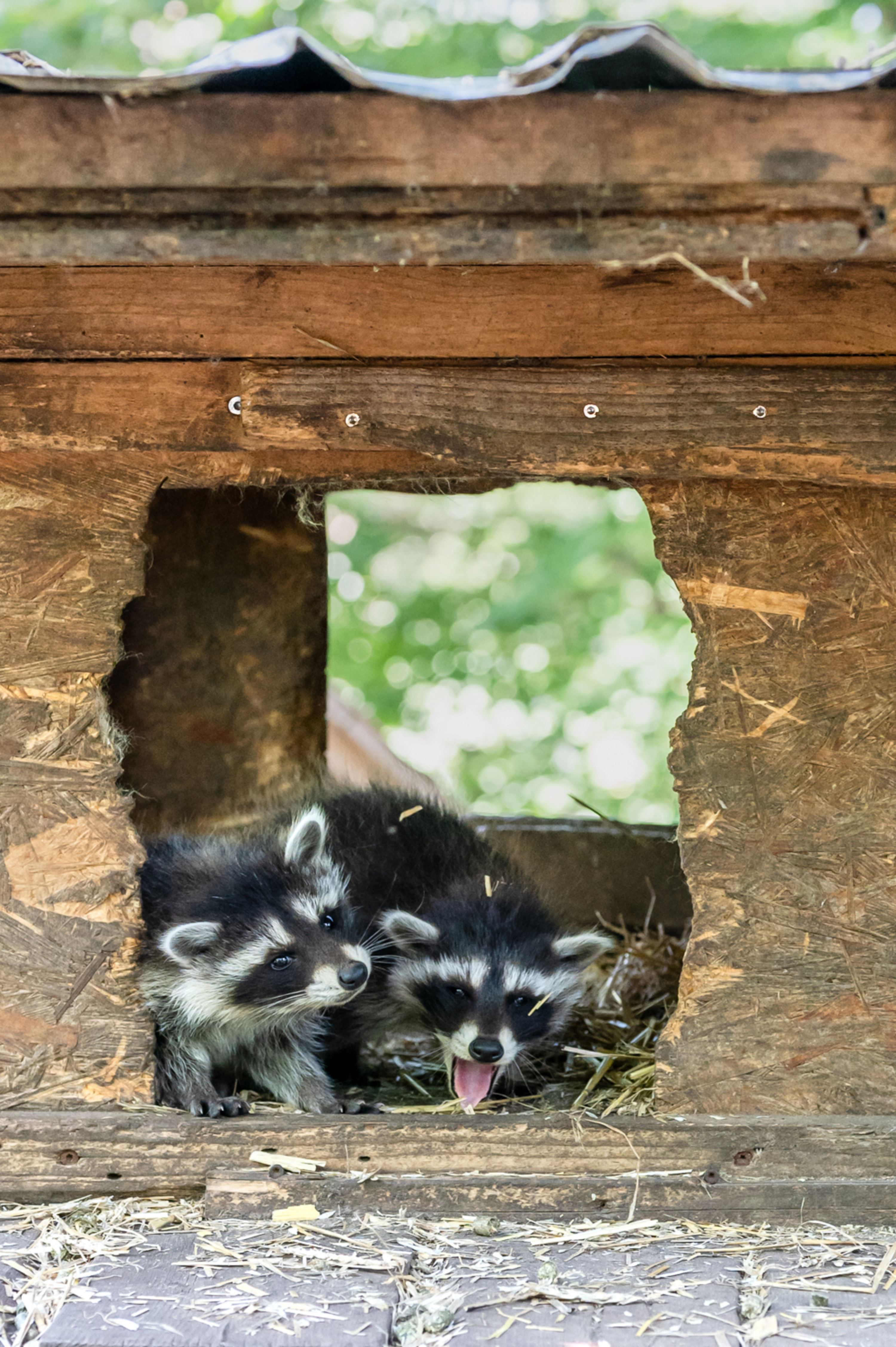 Kleine Waschbären im Waldpark Hochreiter