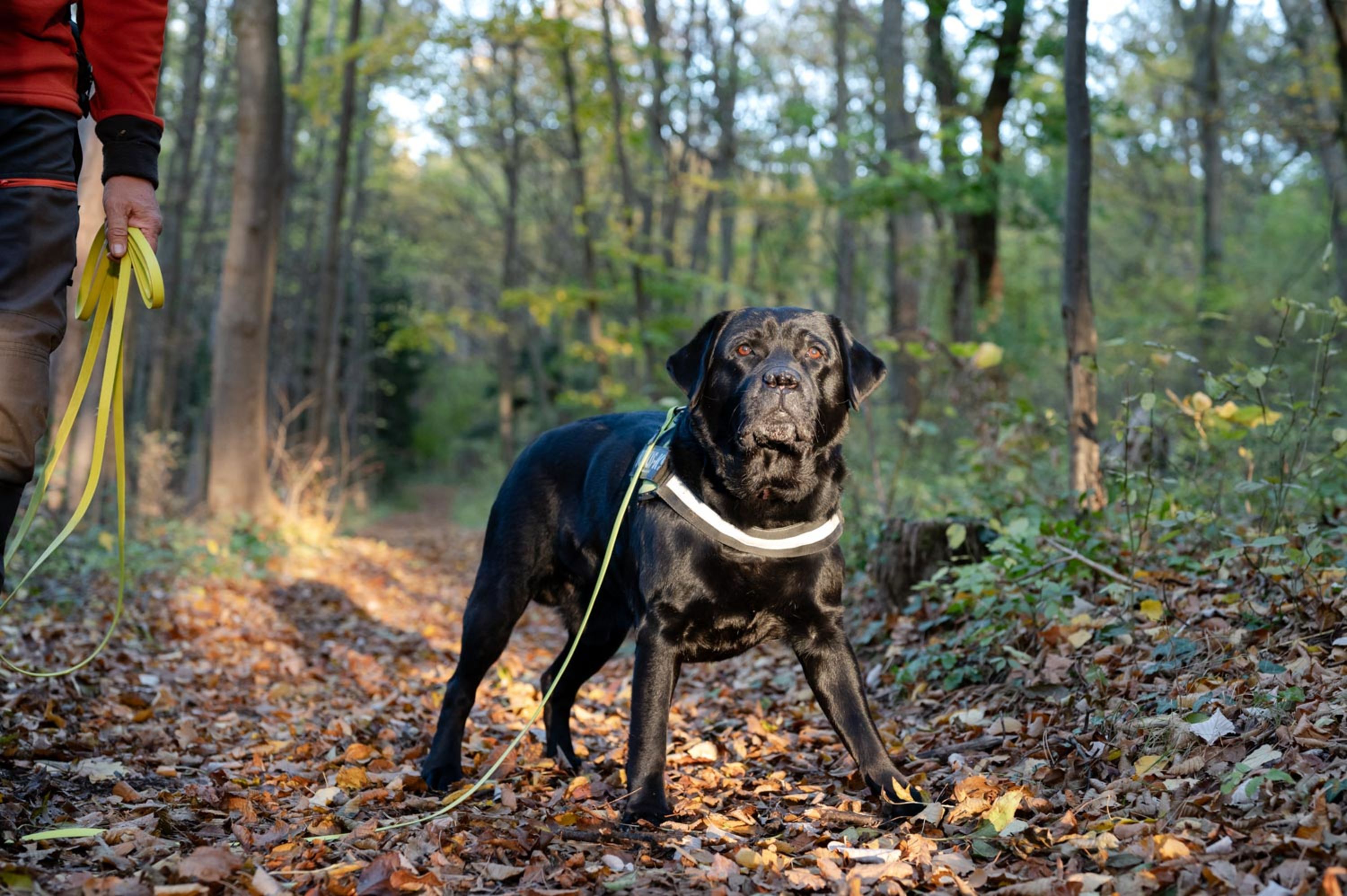 Hund im Wald bei Winzendorf, Niederösterreich