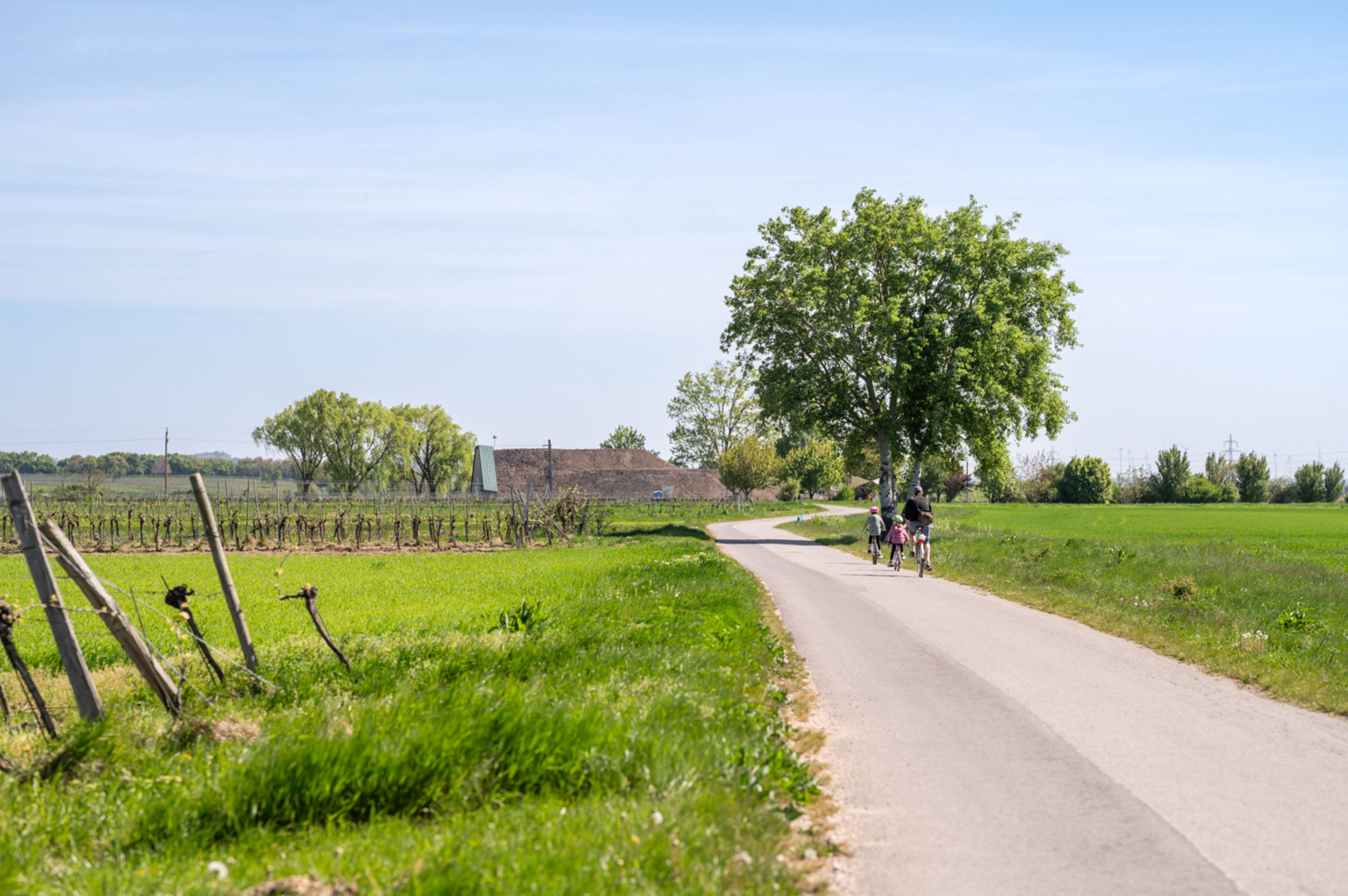 Kirschblütenradweg bei Purbach Richtung Breitenbrunn, Radfahren zur 1. Station der Bike Buddies Burgenland