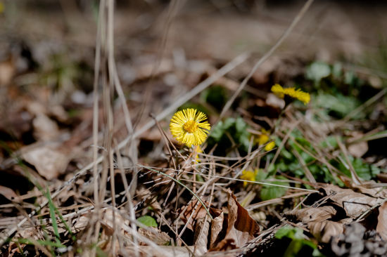 Auf den Gösing wandern