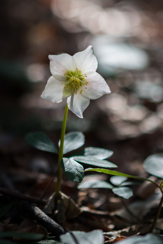 Schneerose am Bahnwanderweg Semmering beim 20 Schilling Blick