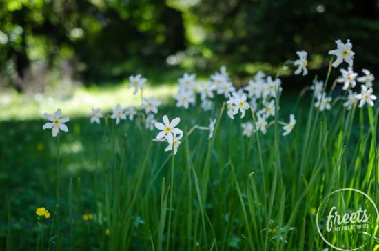 weiße Narzissen, Botanischer Garten Wien
