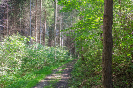 Wald am Hexenweg bei Bromberg in der Buckligen Welt