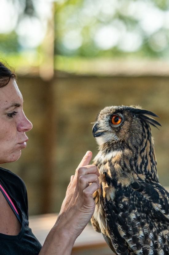 Greifvogelshow auf Burg Lockenhaus