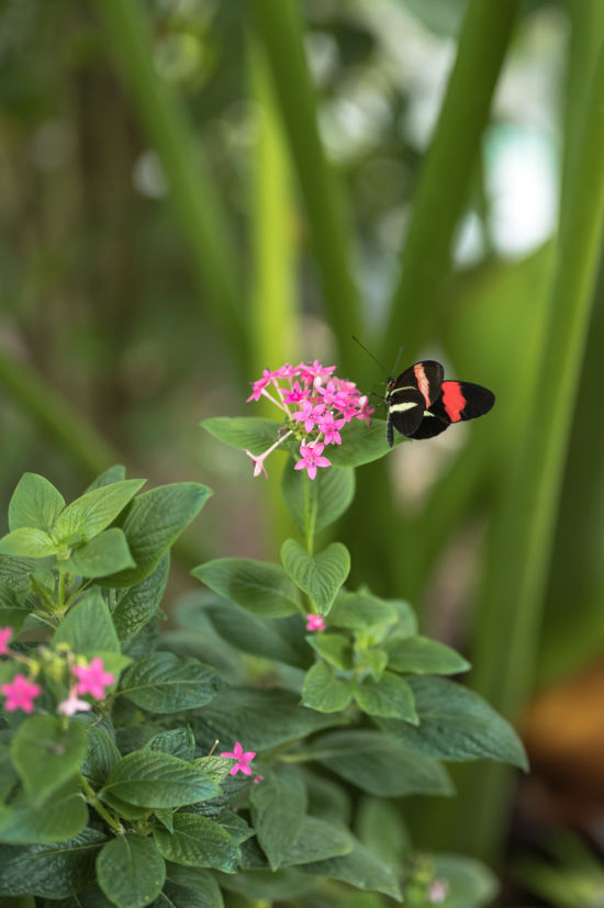 Schmetterlingswelt Tattendorf, Schmetterling