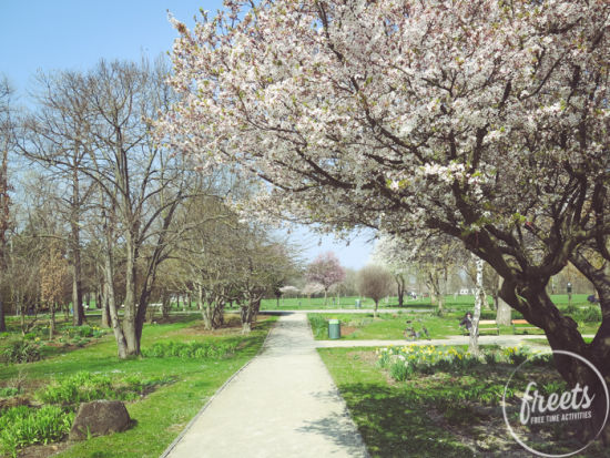 Donaupark blühende Bäume