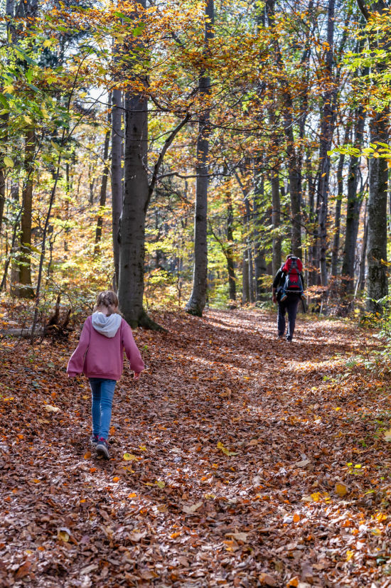 Herbstwald am Peilstein