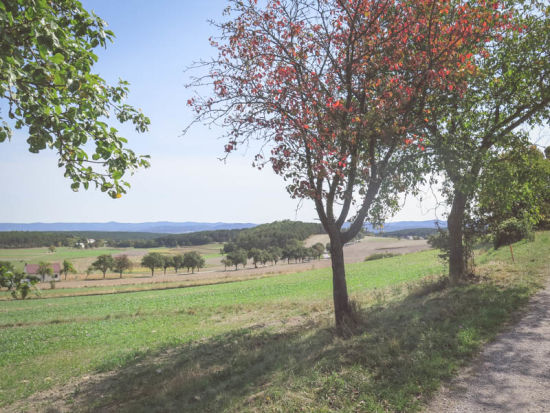 Schlosser Reiterer Runde, Obstbäume am Rückweg von Flatz nach Ternitz