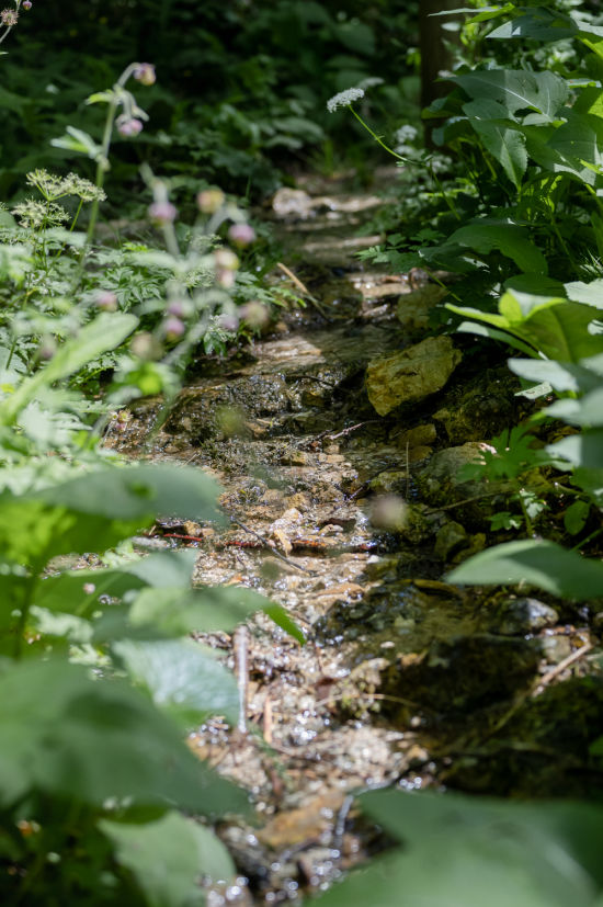 Naturpark Falkenstein
