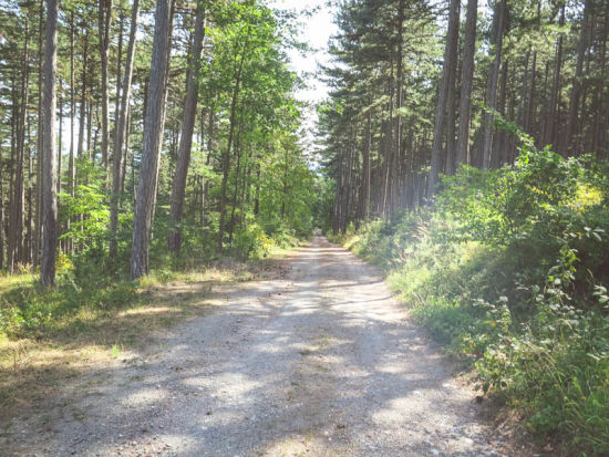 Waldweg am Musikantensteig von Ternitz nach Flatz
