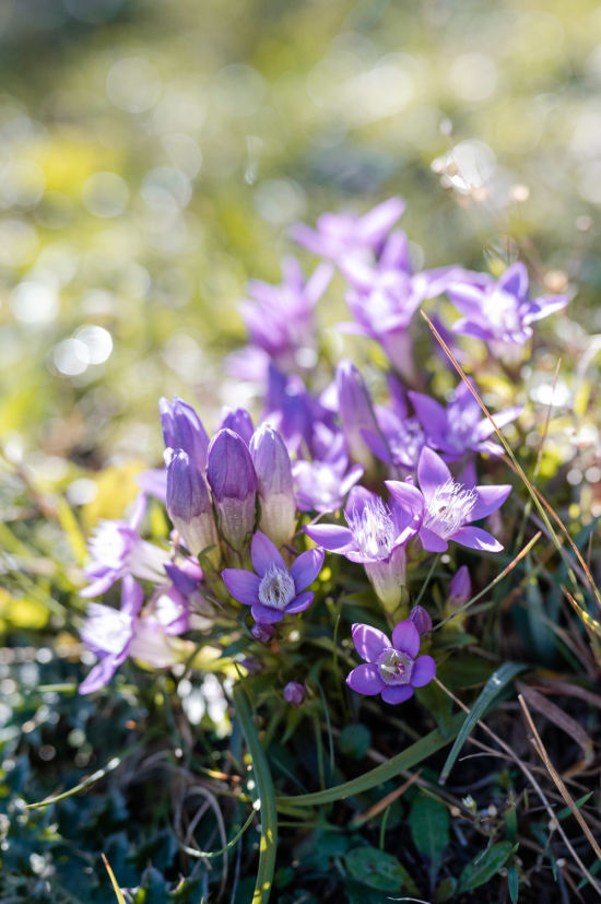 Wiesenenzian am Gelände, Wanderung zur Geländehütte bei Grünbach