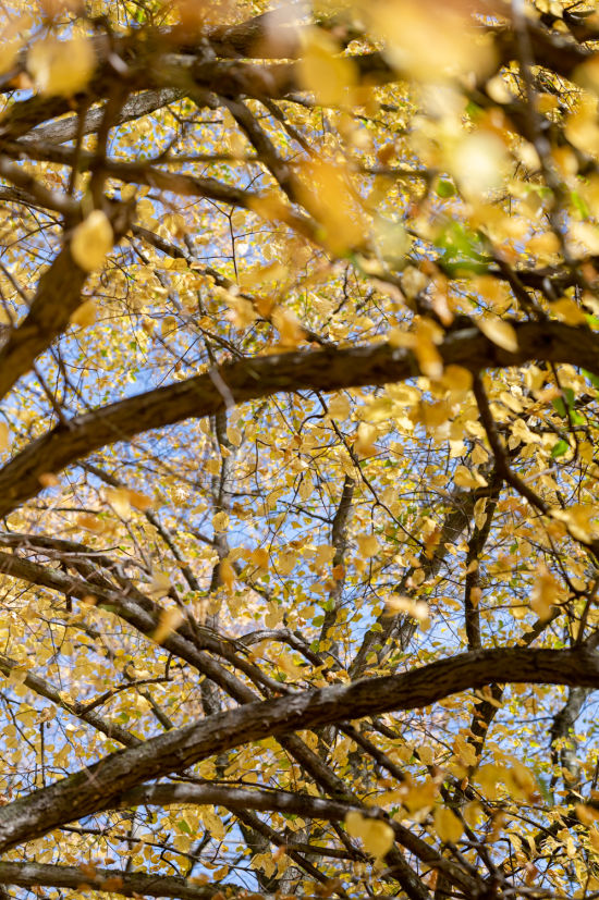 Blick in die Bäumen, Herbstlaub