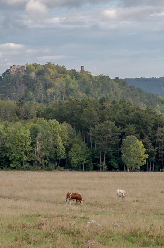 Blick auf die Ruine Starhemberg