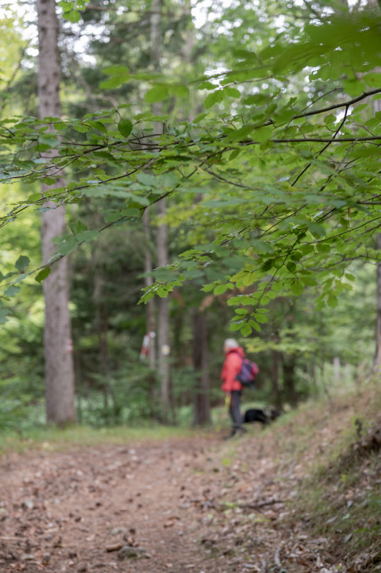 Mischwald beim Dreistetten am Weg zum Herrgottschnitzerhaus auf der Hohen Wand