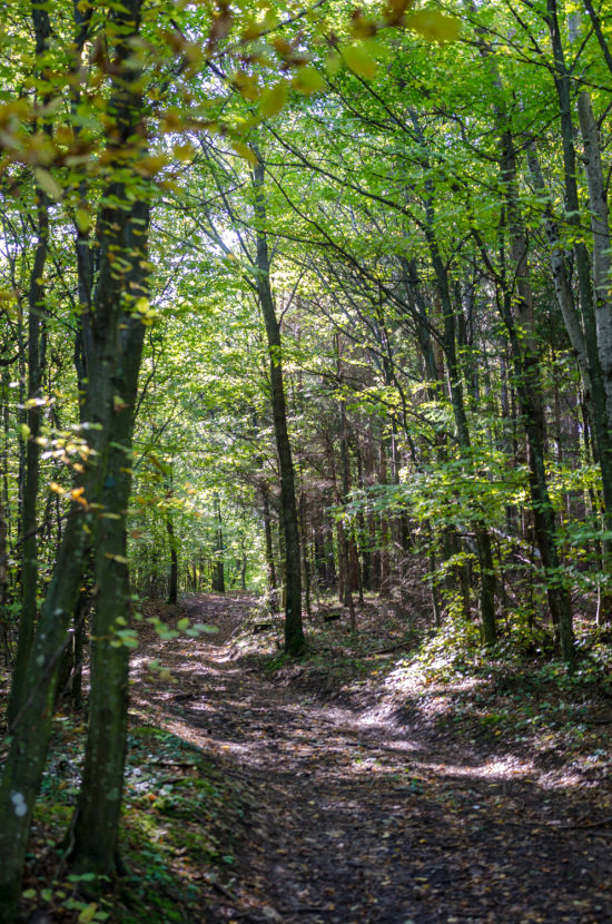 Waldweg am Kienberg bei Netting