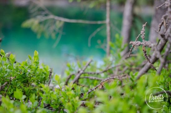 Heidelbeersträucher vor dem türkisen Wasser am kleinen Ödsee