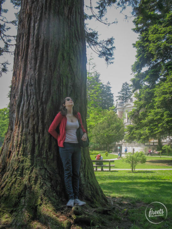 Lainzer Tiergarten Baum Frau am Baumstamm im Lainzer Tiergarten