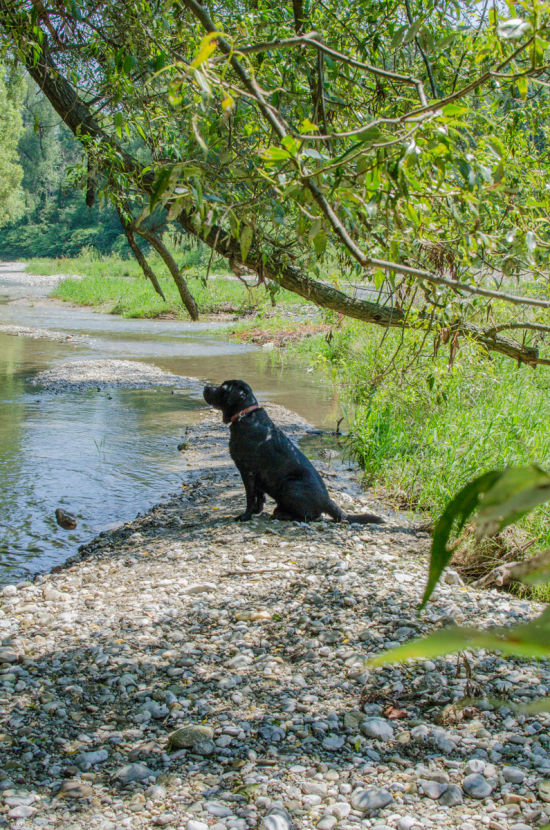 Hund an der Leitha, Leitha Ursprung bei Lanzenkirchen