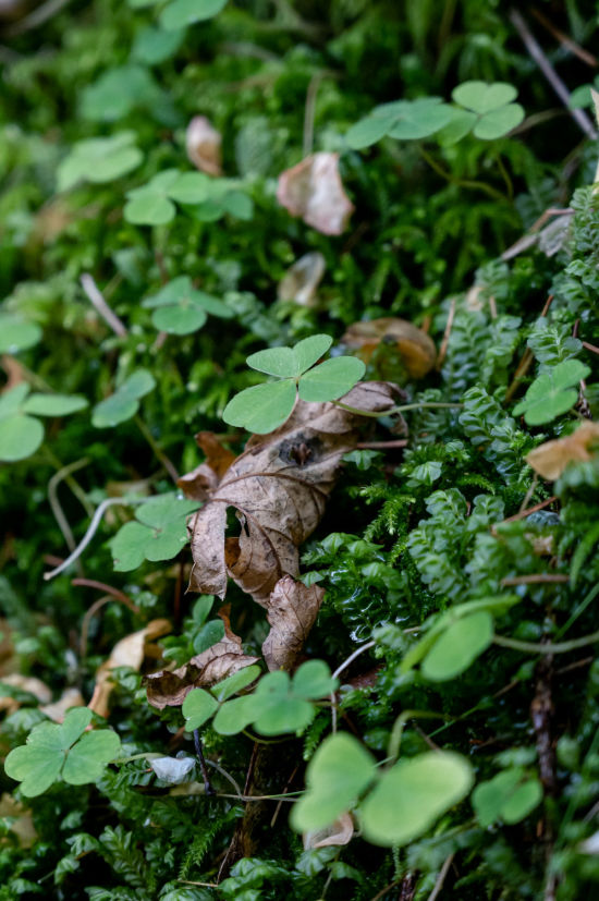 Detail am Wegesrand bei der Wanderung am Themenweg Wildwasser