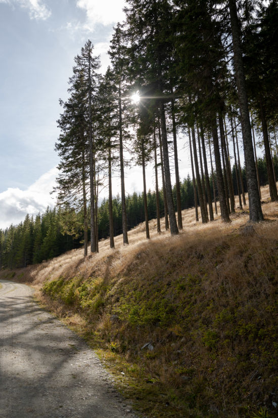 Forstweg am Weg zur Mariensee Schwaig