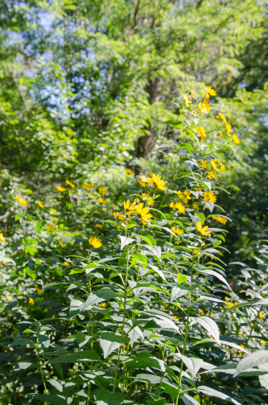 Blumen in der Leitha-Au in Katzelsdorf