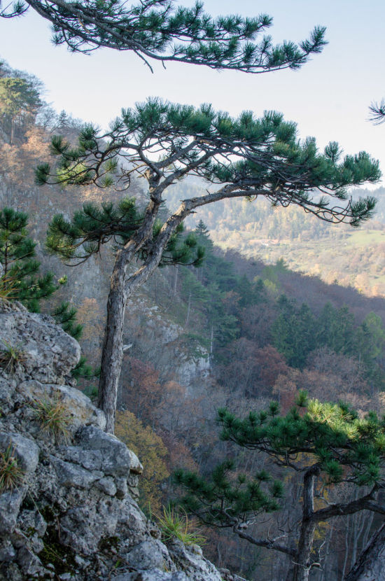 Nadelbäume am Abhang bei der Ruine Schrattenstein