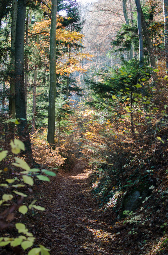 Herbstwald am Ruinenweg bei Schrattenbach