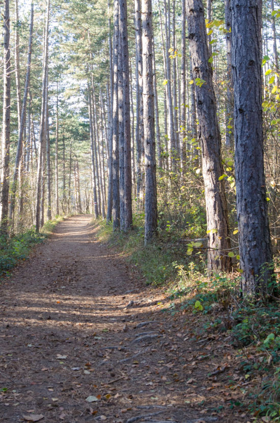 Waldweg zu den Sesselbäumen bei Ternitz
