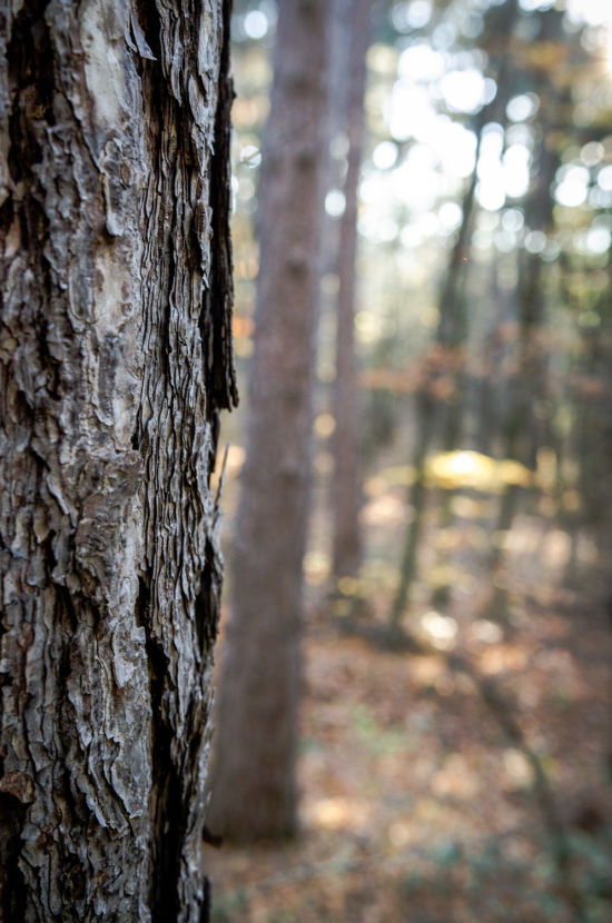 Waldweg zu den Sesselbäumen bei Ternitz