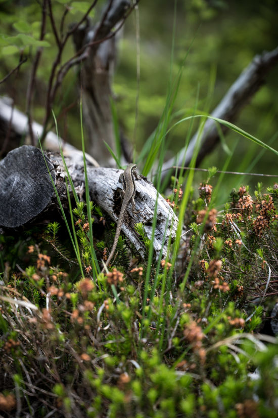 Eidechse am Slow Trail