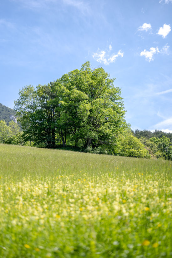 Thalhofrunde Reichenau