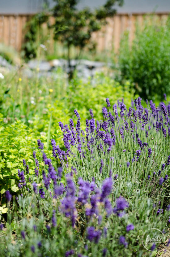 Lavendel, Triad Garten Detail Lavendel im Triad Garten, Urlaub im Wiener Alpen Bett