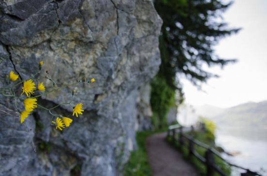 Detail Uferweg von St. Gilgen zur Fürbergbuch