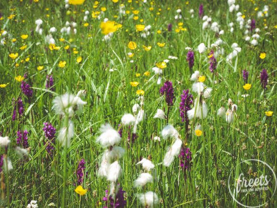 Wollgras, Trollblume und mehr, Blumenwiese am Gutenmann