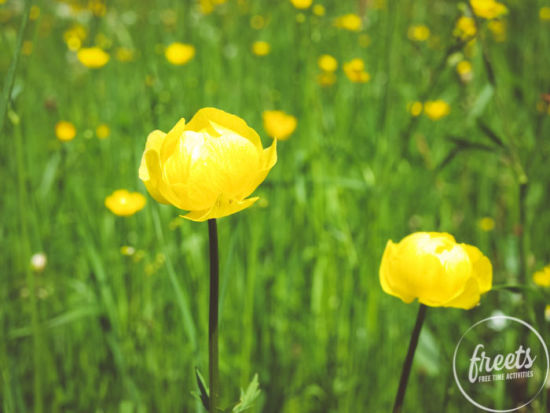 Detail Trollblume am Gutenmann