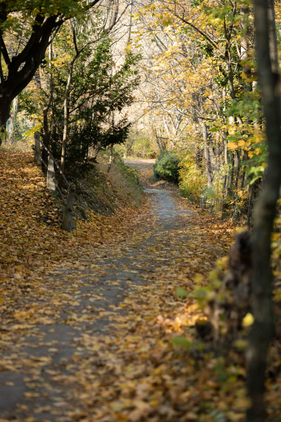 Nussberg, Weg Weinwanderweg am Nussberg, Stück durch den Wald im Herbst