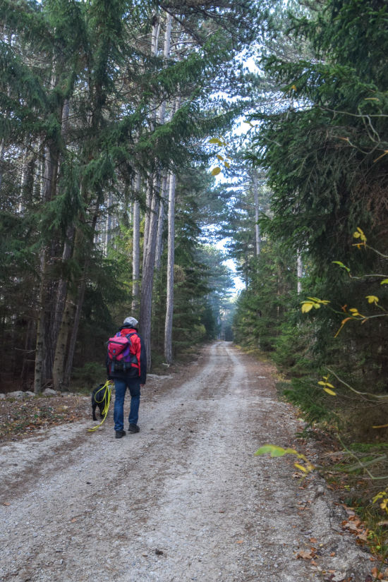 Dürrnberg Wanderung Mann mit Hund im Wald beim Wandern am Dürrnberg bei Würflach