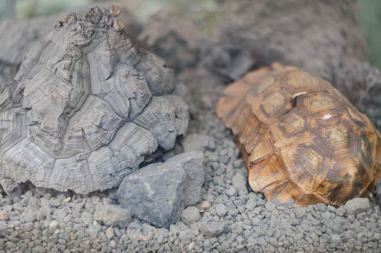 Detail Schildkrötenpflanze im Wüstenhaus Schönbrunn