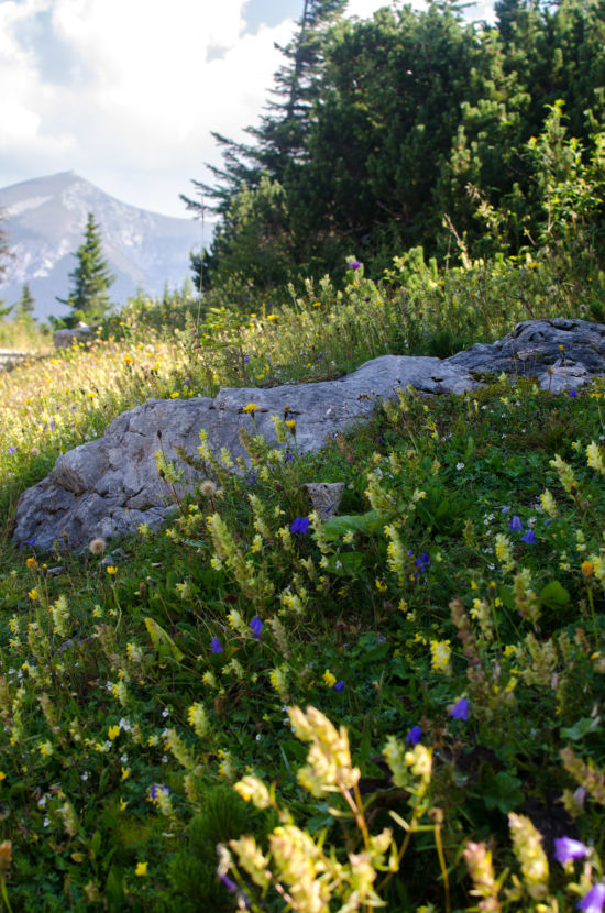 Landschaft am Weg zur Ottohaus auf der Rax bei einer Wanderung mit Kleinkind