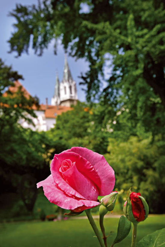 Stiftsgarten Klosterneuburg Rose im Konventgarten im Stift Klosterneuburg