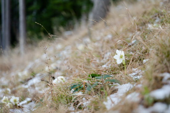 Schneerose am Südhang vom Himberg