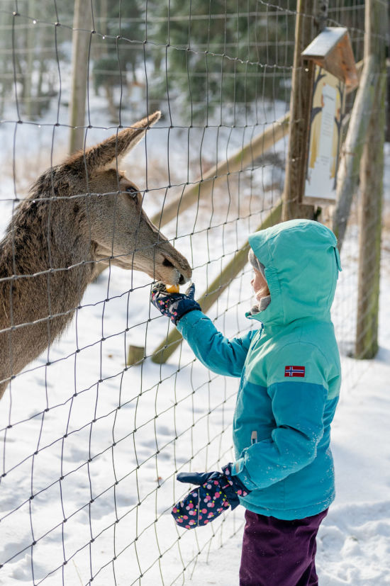 Hirsche füttern im Winter auf der Hohen Wand