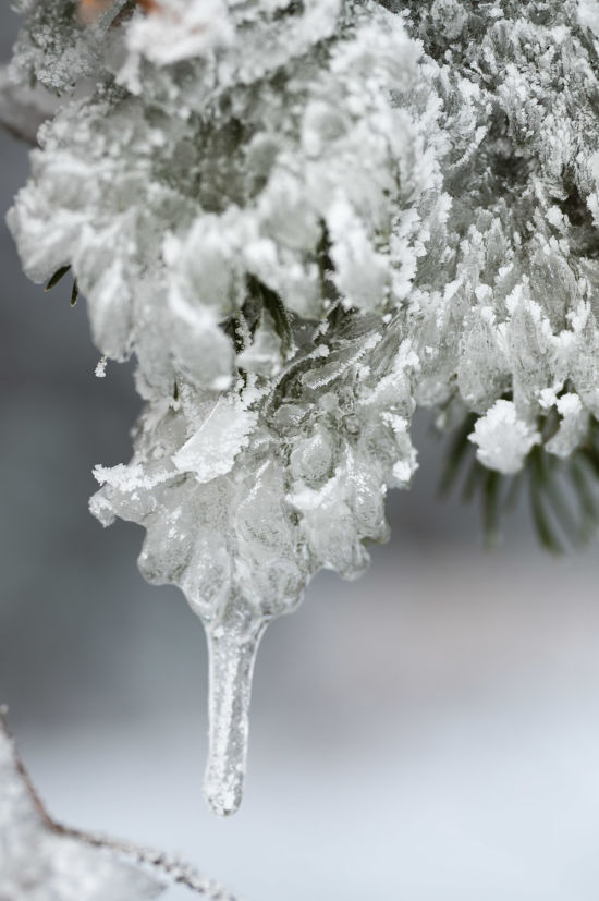 Eiszapfen am Nadelbaum beim Winterwandern auf der Hohen Wand