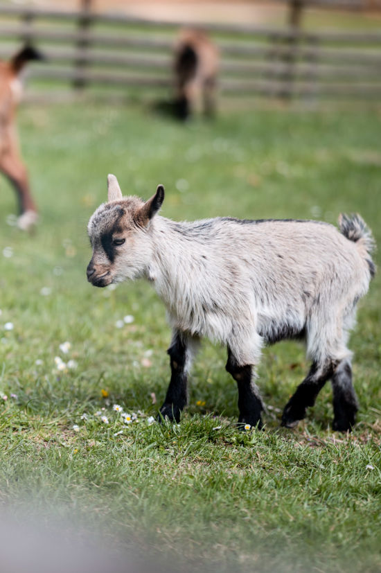 Babyziege in Sieding
