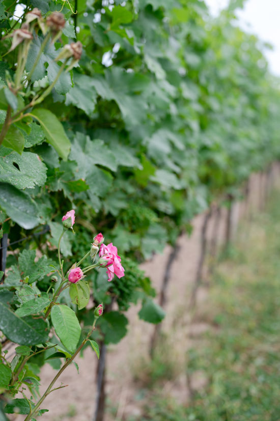 Rosen an den Weinstöcken am Weinweg Langenlois