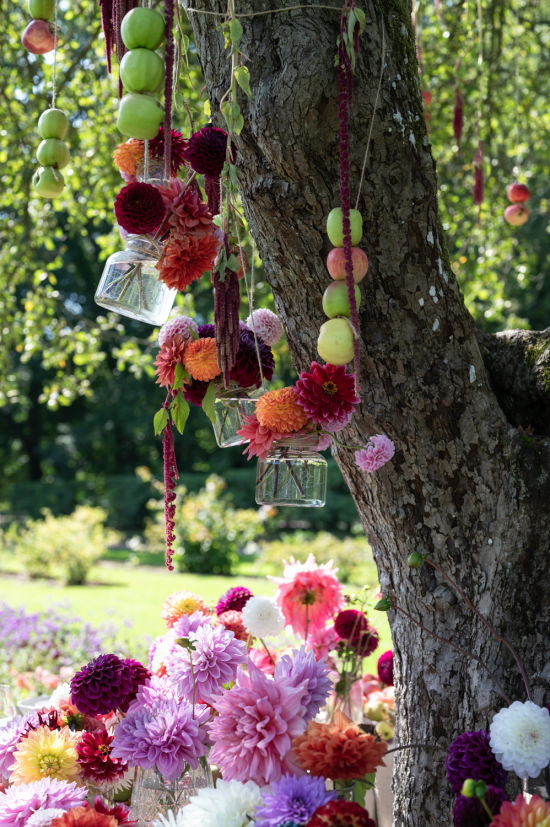 Dahlien, Gartentage im Schloss Sofiero, Südschweden