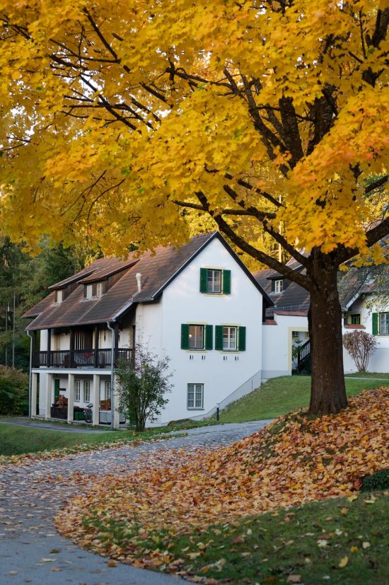 Ferien- und Theaterdorf Königsleitn' in Litschau im Herbst Haus mit Baum