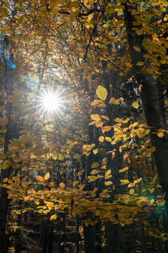 Herbstwald auf der Hohen Wand